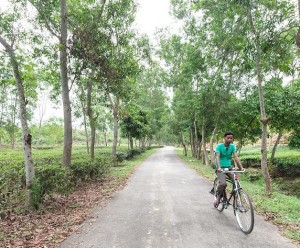 Man riding his bike on a road through tea estates near Sreemangal (Srimangal), Division of Sylhet, Bangladesh, Indian Sub-Continent, Asia