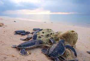 turtle islands philippines