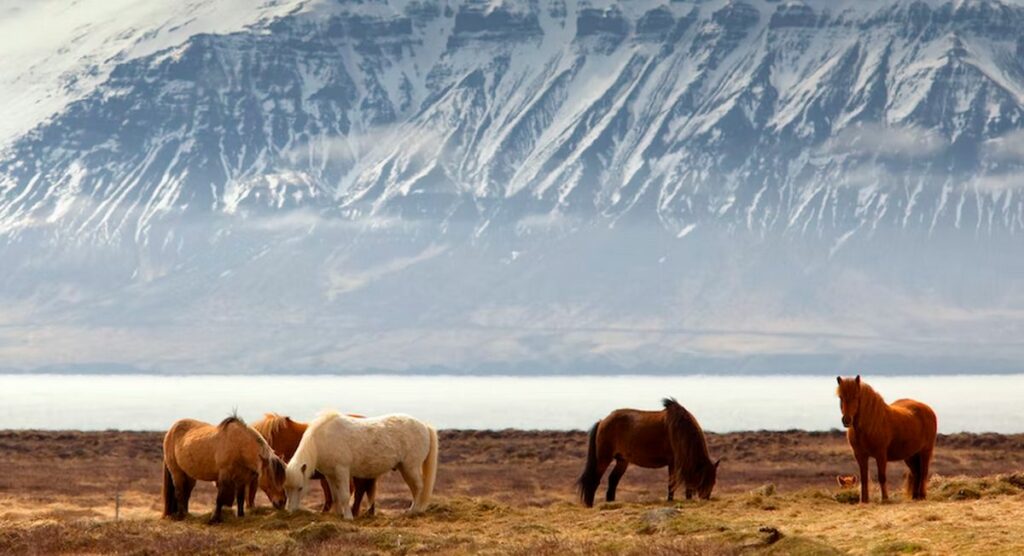 Découvrir les Animaux d'Islande lors d'un Séjour Écotouristique