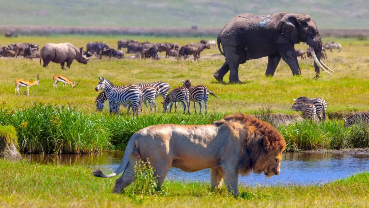 Le Parc National du Serengeti, Tanzanie 1
